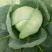【优选】兰陵甘蓝圆包菜精选好货直发量大从优价格可谈