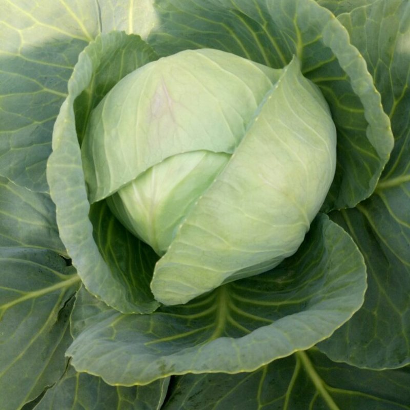 【优选】兰陵甘蓝圆包菜精选好货直发量大从优价格可谈