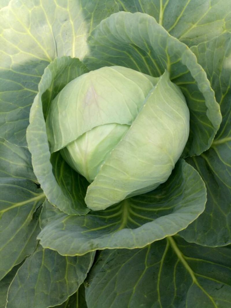【优选】兰陵甘蓝圆包菜精选好货直发量大从优价格可谈
