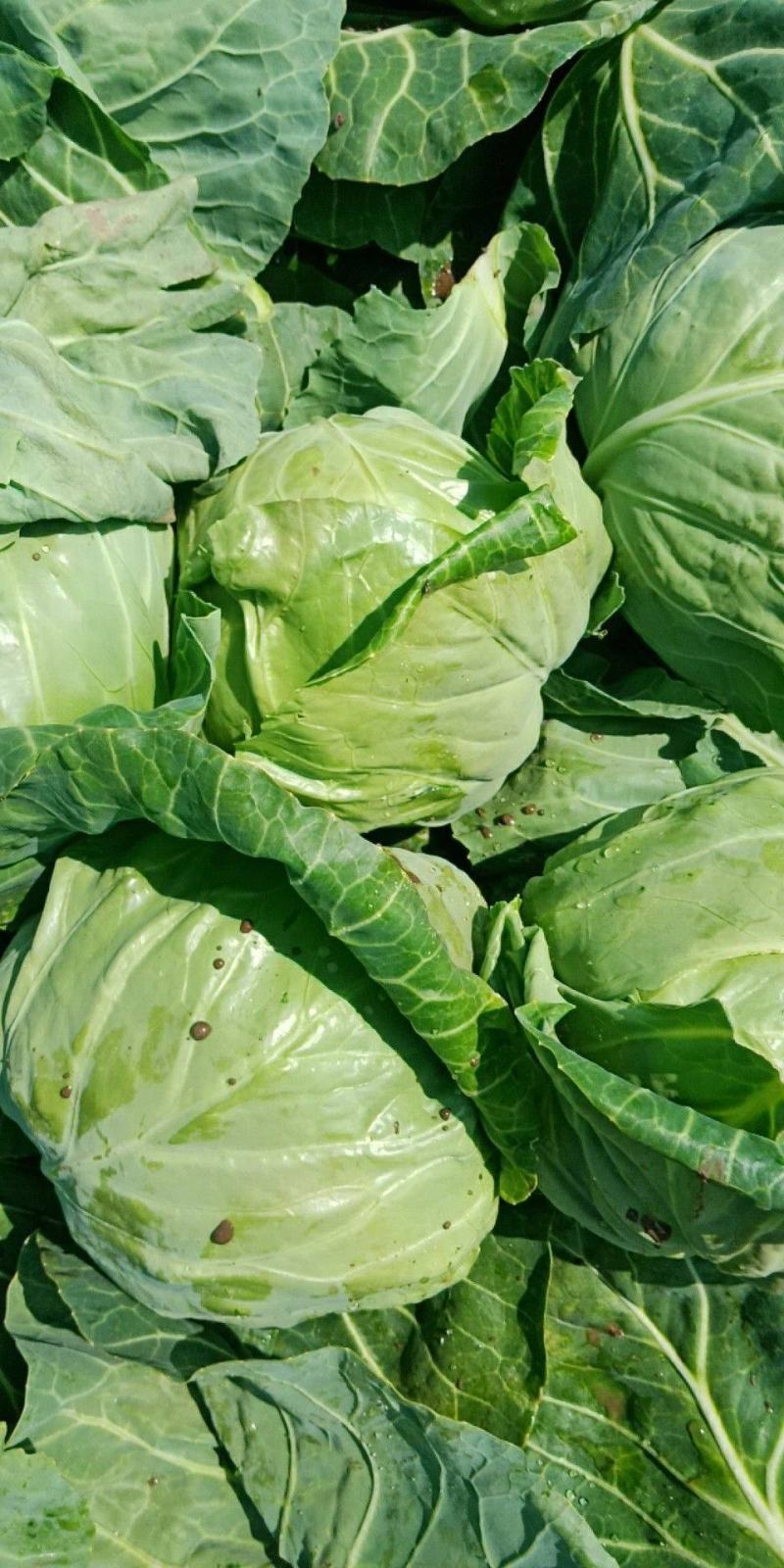 【优选】兰陵甘蓝圆包菜精选好货直发量大从优价格可谈
