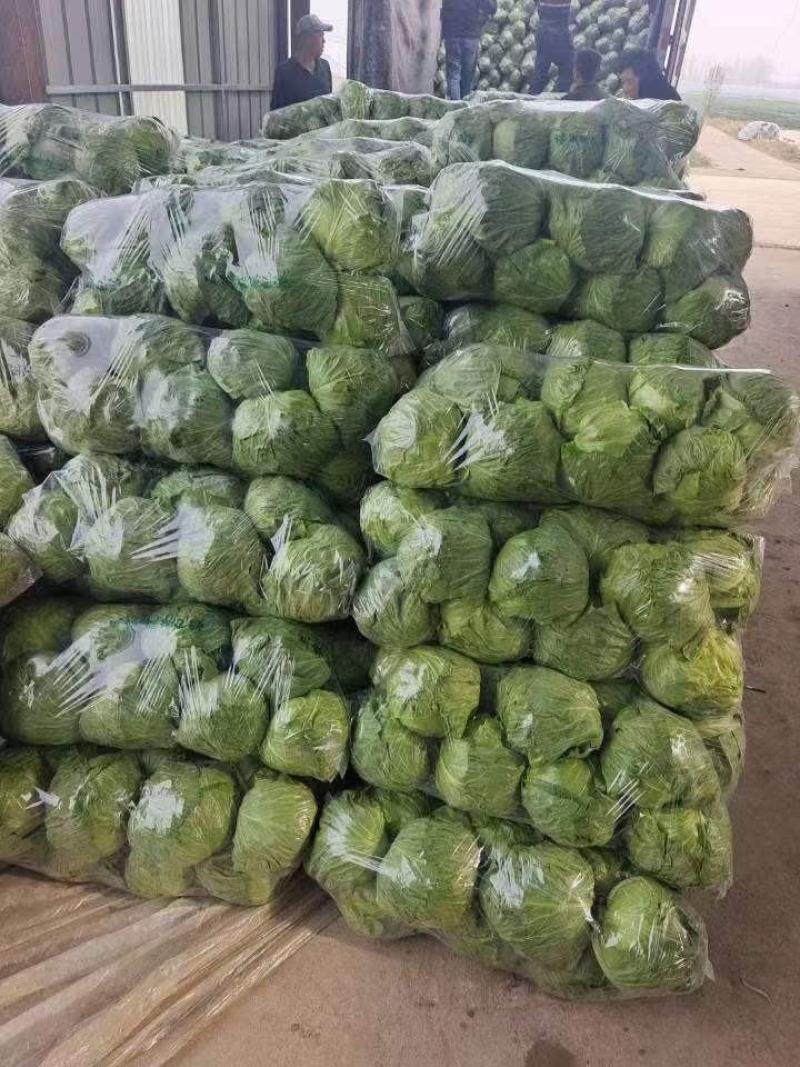 【优选】兰陵甘蓝圆包菜精选好货直发量大从优价格可谈
