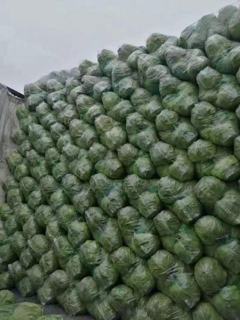 【优选】兰陵甘蓝圆包菜精选好货直发量大从优价格可谈