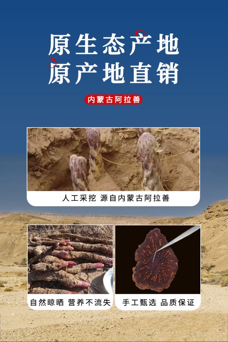 内蒙古阿拉善油苁蓉老根片大量上市货源充足