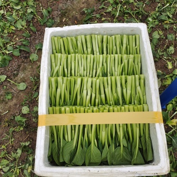 蔬菜广东菜心，