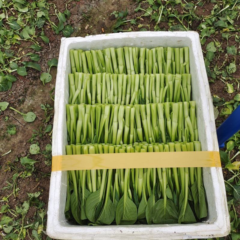 蔬菜广东菜心，