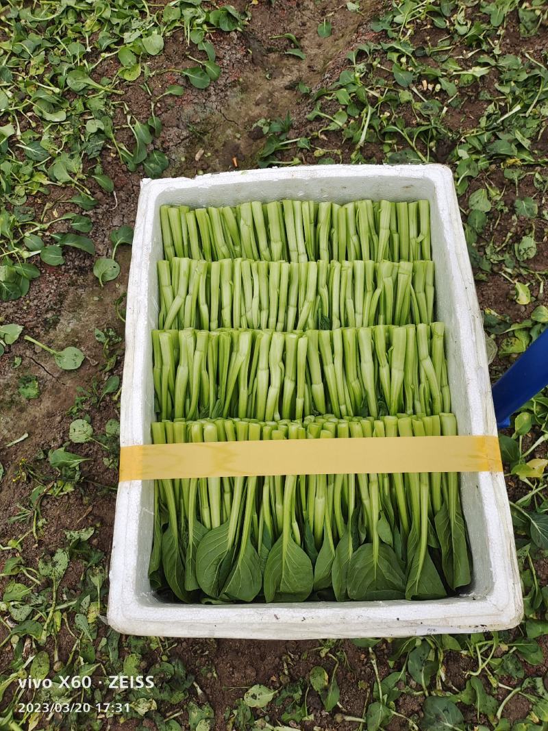 蔬菜广东菜心，