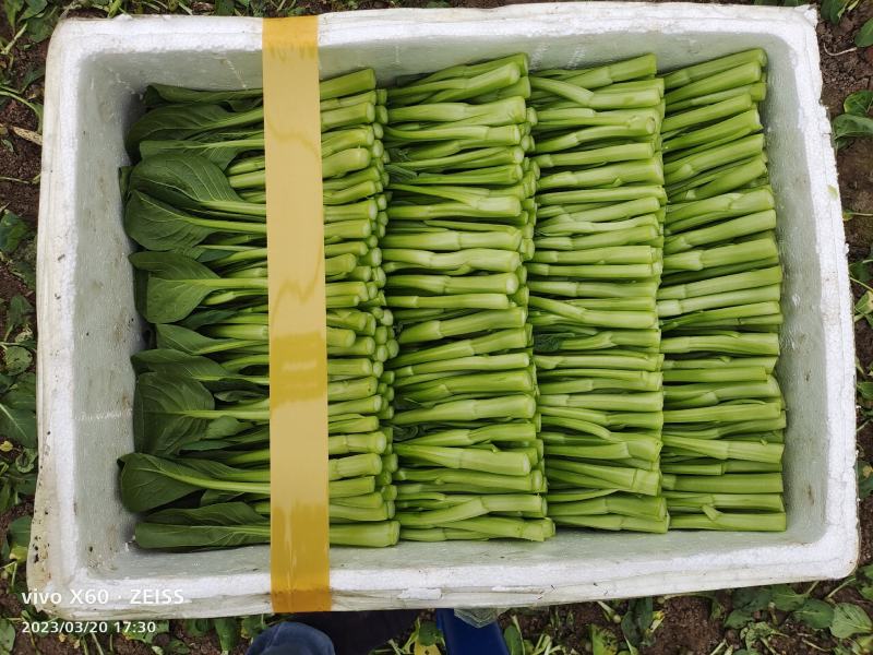 蔬菜广东菜心，