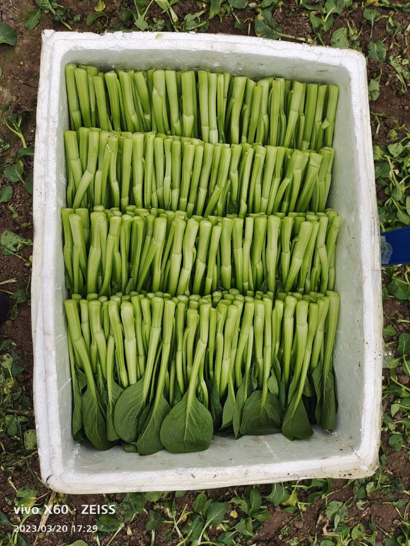 蔬菜广东菜心，