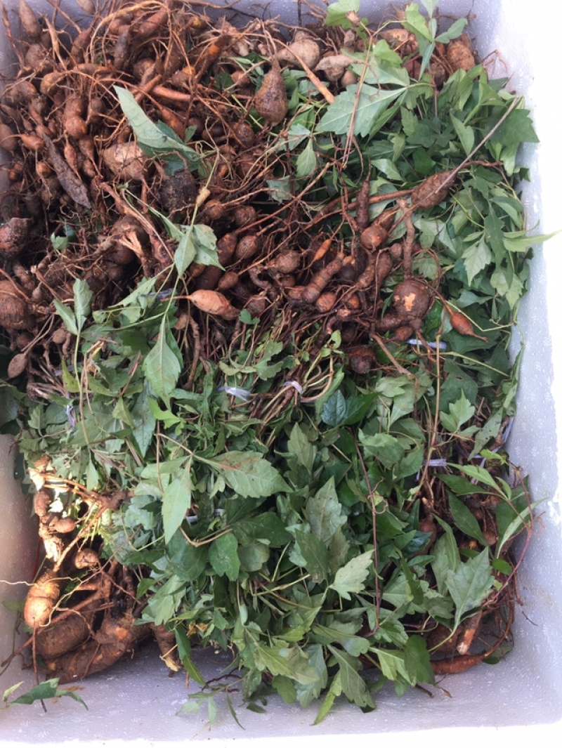 白蔹种苗大量供应，