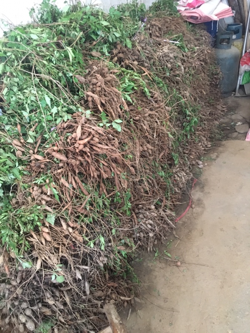白蔹种苗大量供应，