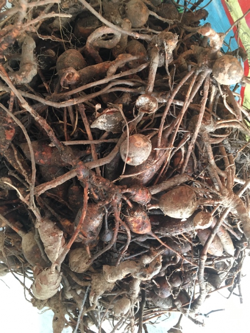 白蔹种苗大量供应，