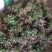 白蔹种苗大量供应，