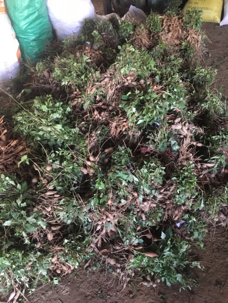 白蔹种苗大量供应，
