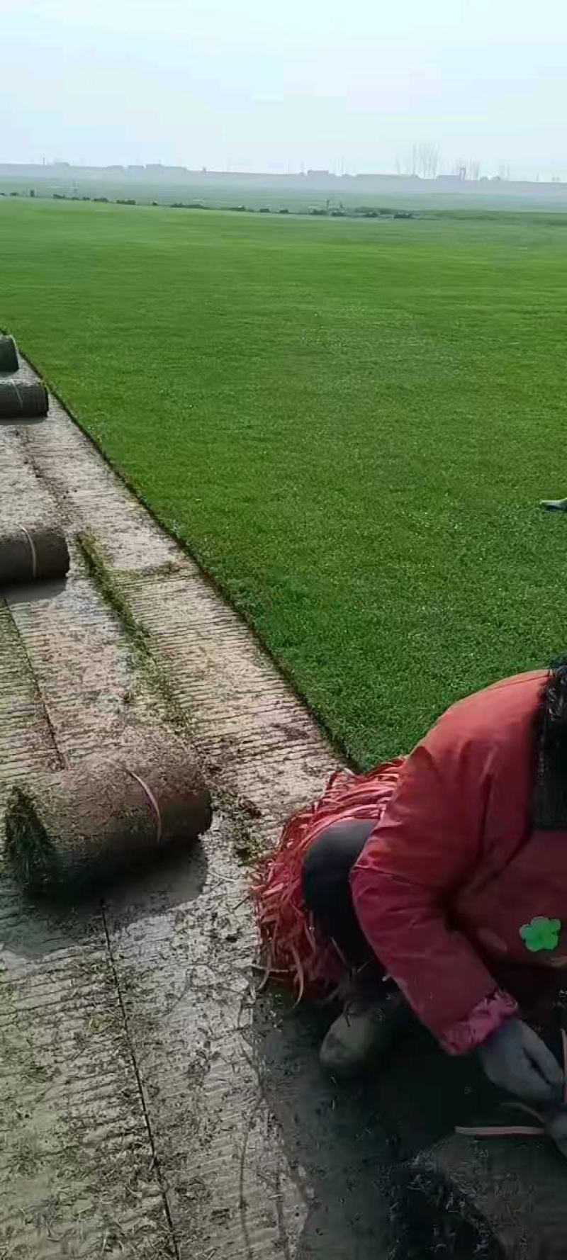 常年供应各种绿化草坪，绿化工程，量大从优欢迎咨询联系！
