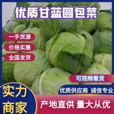 圆包菜甘蓝饺子厂，加工厂包菜，大铁头，基地种植