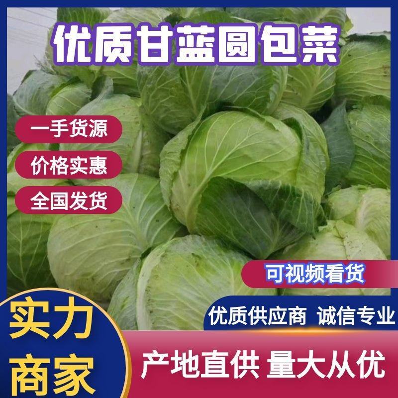 圆包菜甘蓝饺子厂，加工厂包菜，大铁头，基地种植