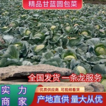 （基地直供）精品甘蓝，2斤左右，圆包，一手货源