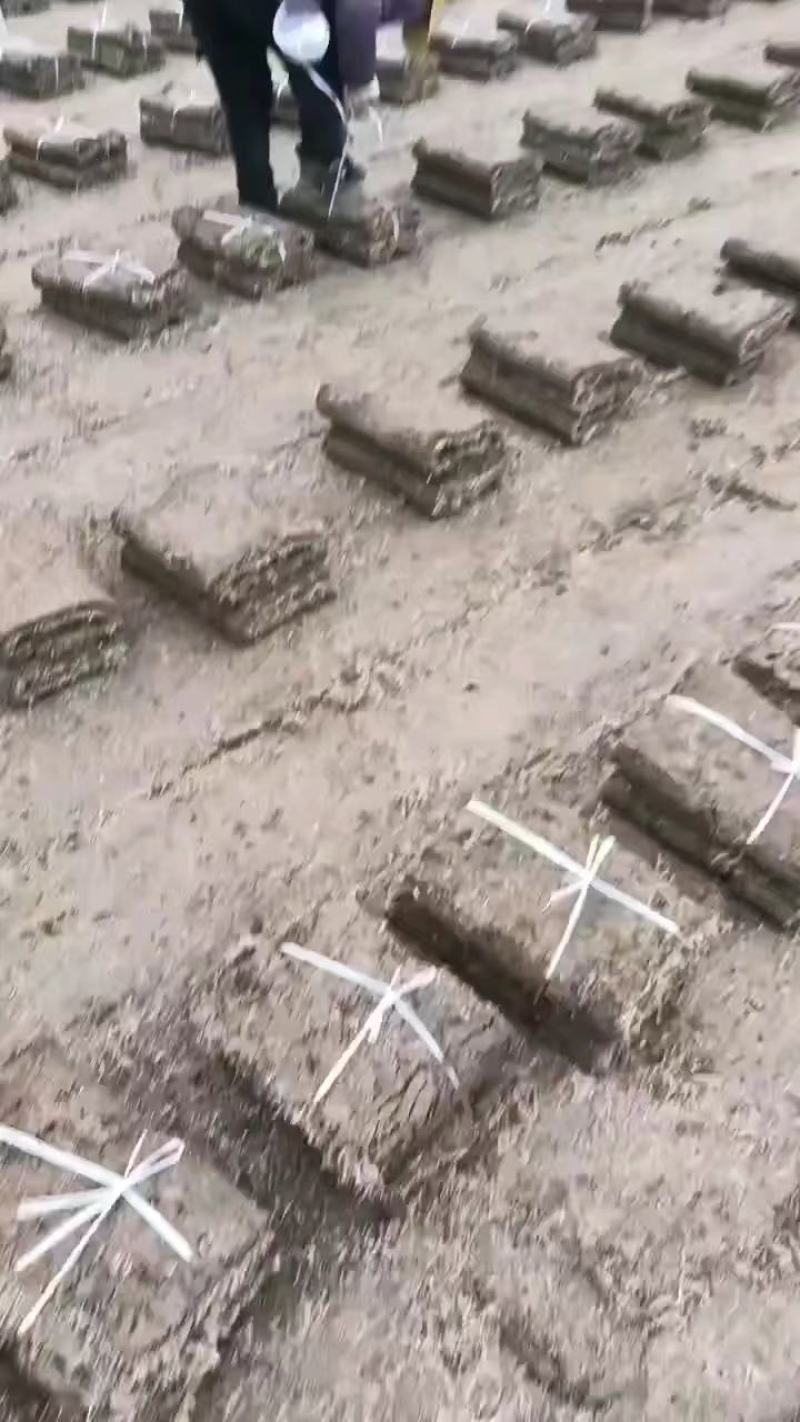 马尼拉草坪草，量大从优！海量供应，欢迎咨询联系下单！