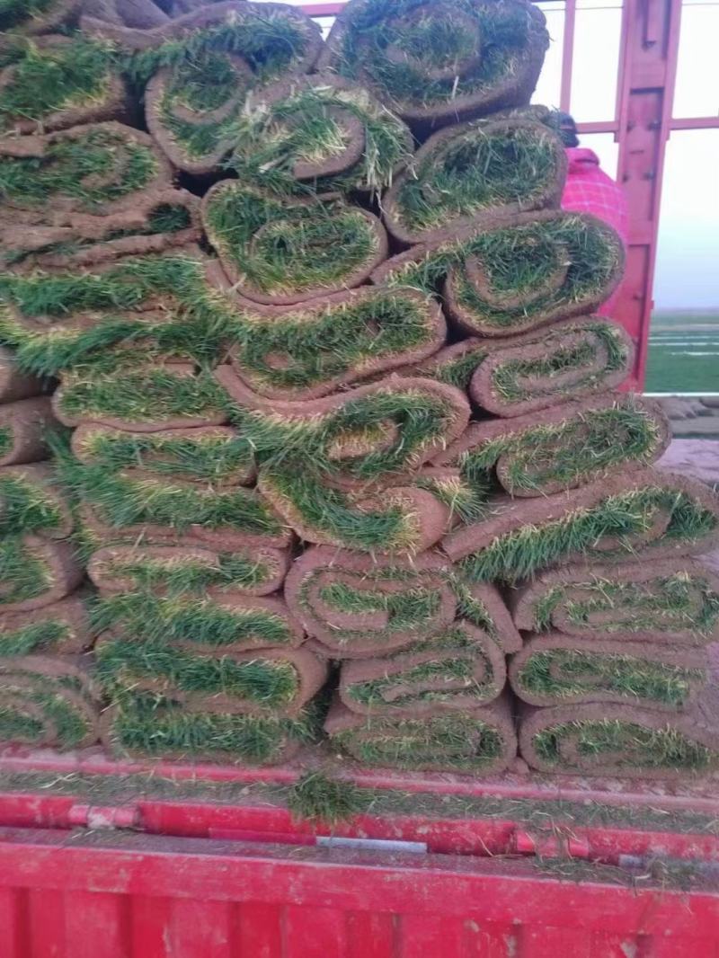 马尼拉草坪草，量大从优！海量供应，欢迎咨询联系下单！