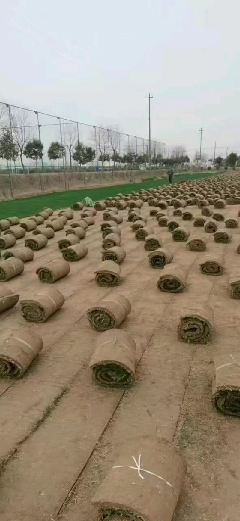 马尼拉草坪草，量大从优！海量供应，欢迎咨询联系下单！