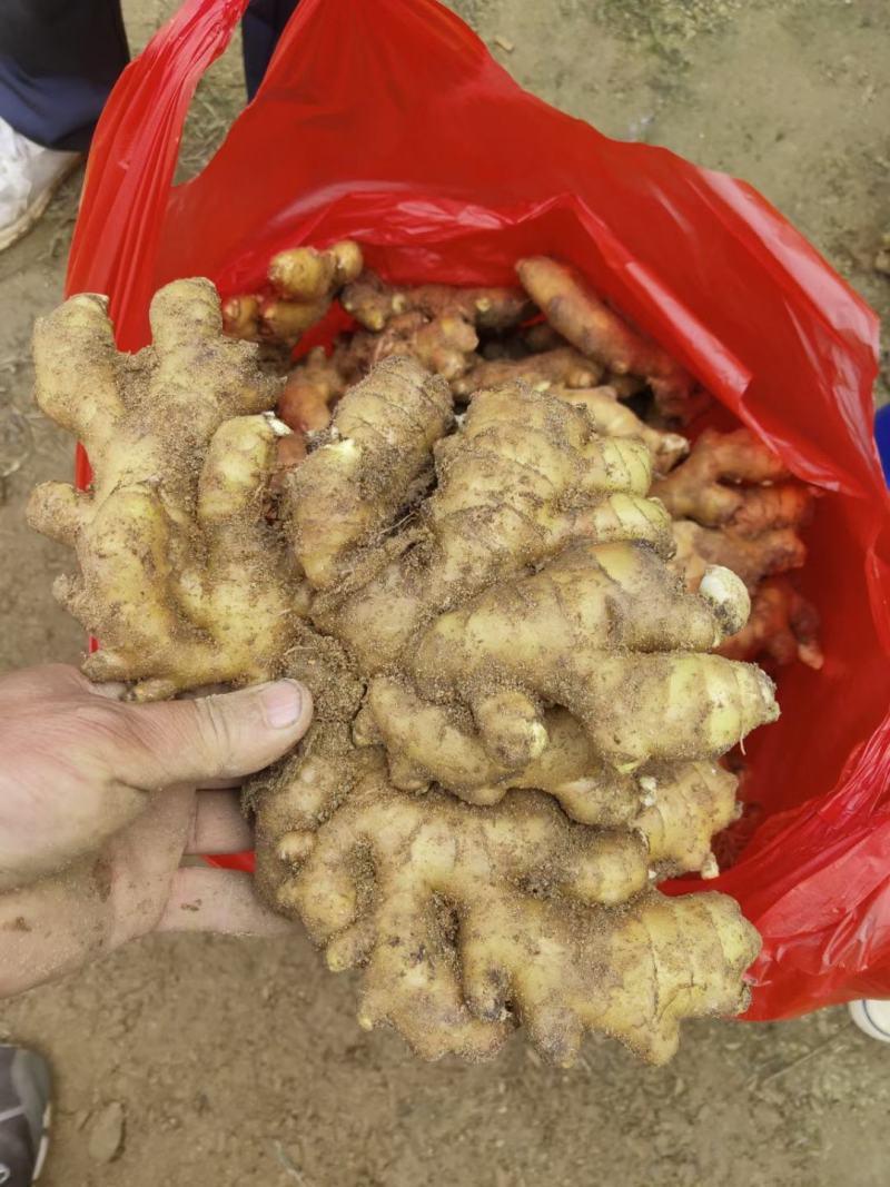 小黄姜沙土姜，水洗姜，风干姜，一手货源坏烂包赔，全国发货