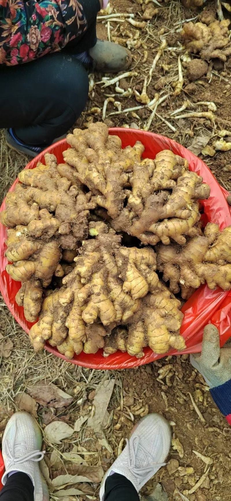 小黄姜沙土姜，水洗姜，风干姜，一手货源坏烂包赔，全国发货