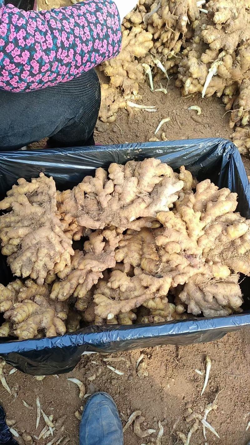 小黄姜沙土姜，水洗姜，风干姜，一手货源坏烂包赔，全国发货
