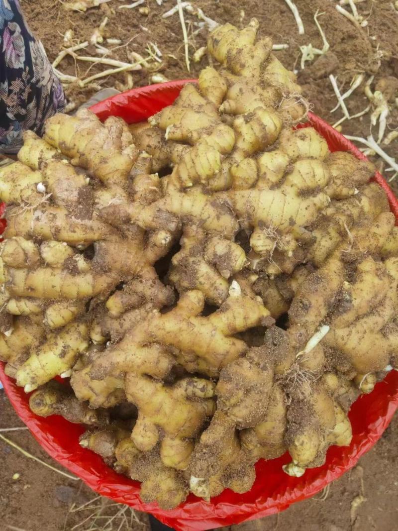 小黄姜沙土姜，水洗姜，风干姜，一手货源坏烂包赔，全国发货