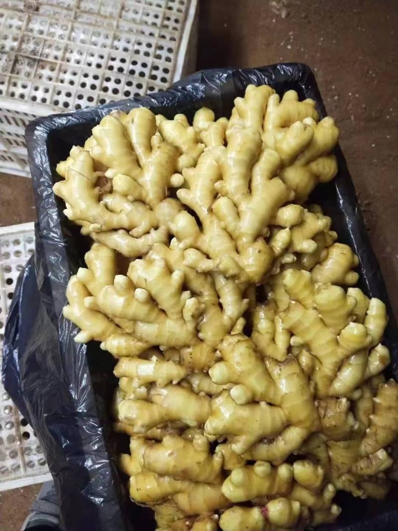 小黄姜沙土姜，水洗姜，风干姜，一手货源坏烂包赔，全国发货