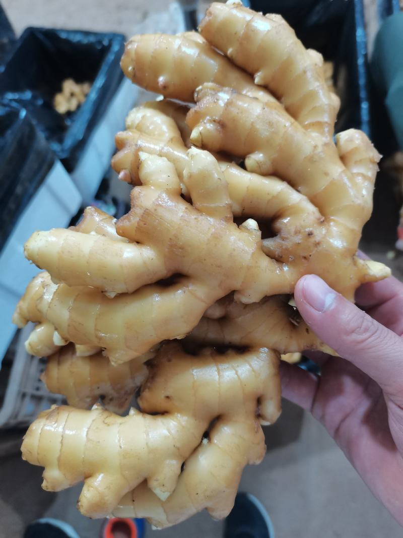 小黄姜沙土姜，水洗姜，风干姜，一手货源坏烂包赔，全国发货