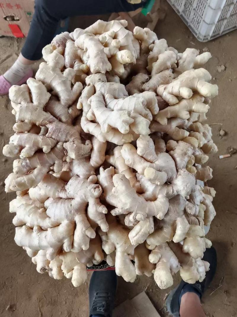 小黄姜沙土姜，水洗姜，风干姜，一手货源坏烂包赔，全国发货