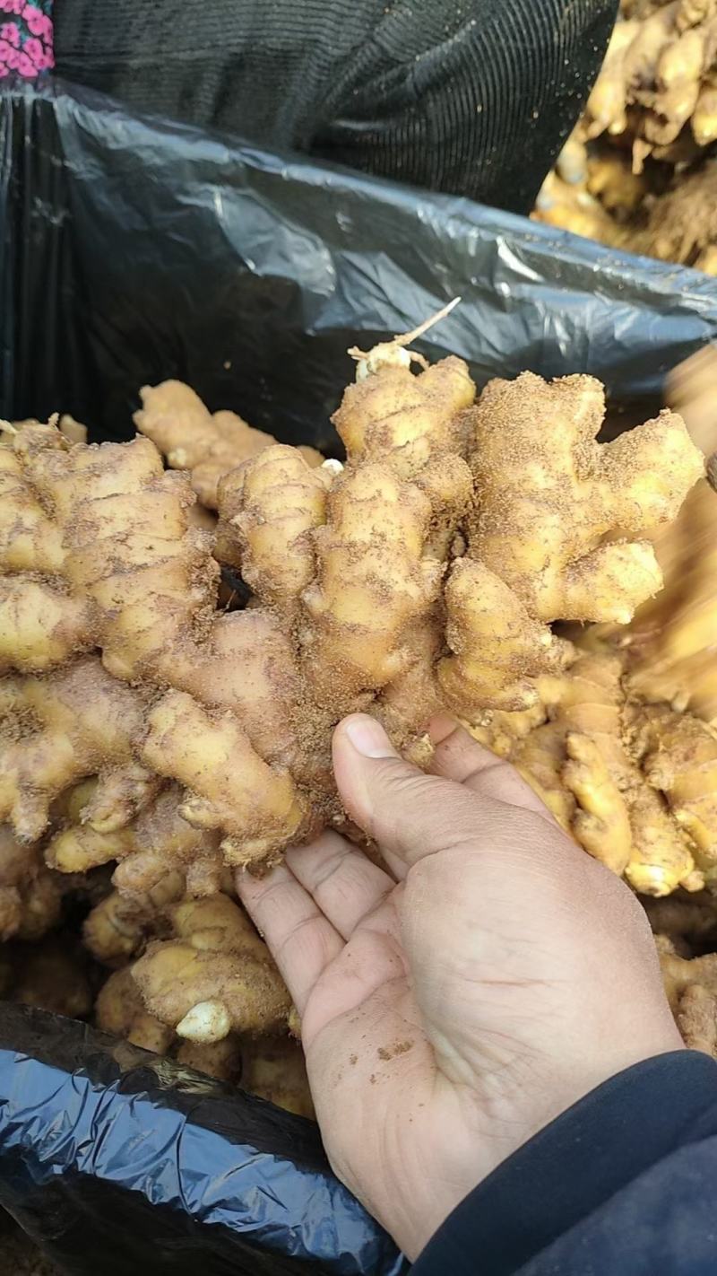 小黄姜沙土姜，水洗姜，风干姜，一手货源坏烂包赔，全国发货
