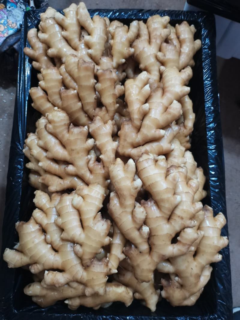 小黄姜沙土姜，水洗姜，风干姜，一手货源坏烂包赔，全国发货