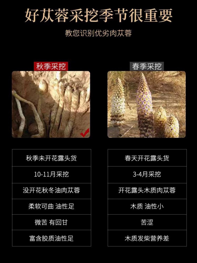 内蒙古阿拉善沙漠肉苁蓉鲜干片大量上市货源充足