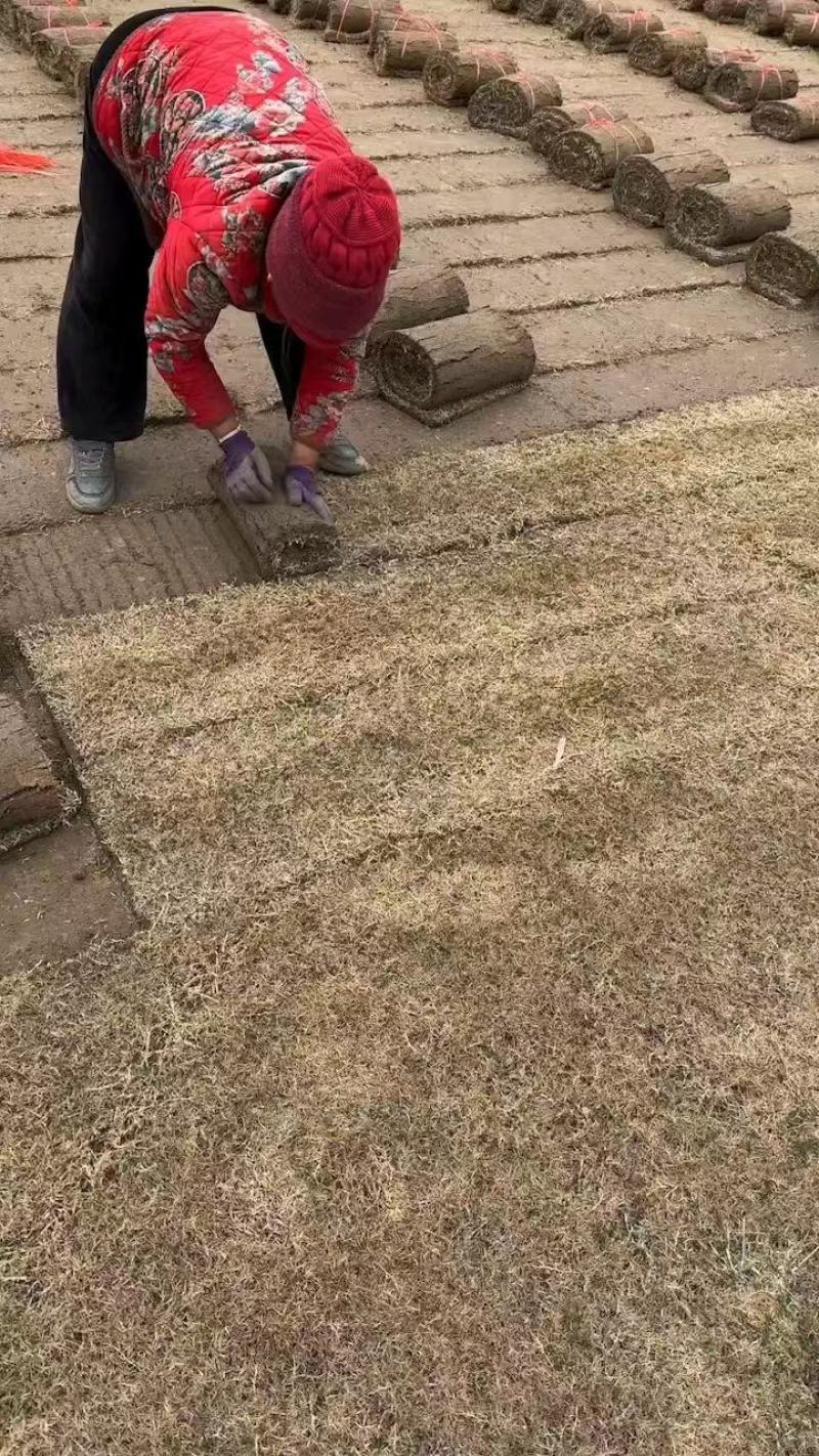 百慕大混播果岭草，基地直发，货源充足，欢迎咨询下单！