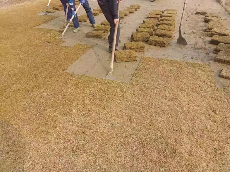 百慕大混播果岭草，基地直发，货源充足，欢迎咨询下单！