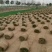 百慕大混播果岭草，基地直发，货源充足，欢迎咨询下单！