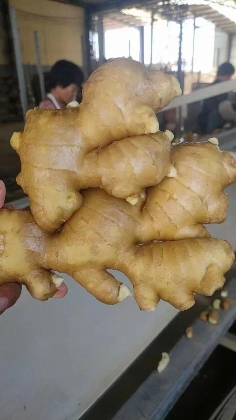 江苏，沙土姜，水洗姜，风干姜，一手货源坏烂包赔，全国发货