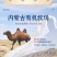 阿拉善沙漠之神全脂型纯驼乳粉380g大量上市。