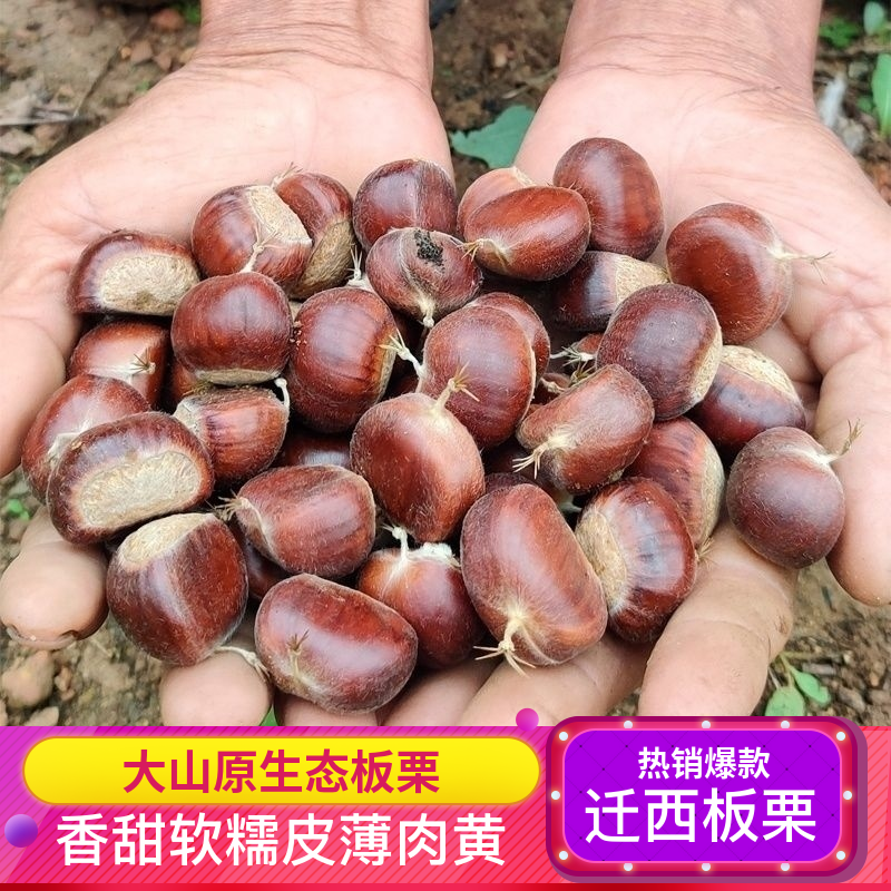 【迁西板栗】遵化板栗大量有货正宗老树栗子3113