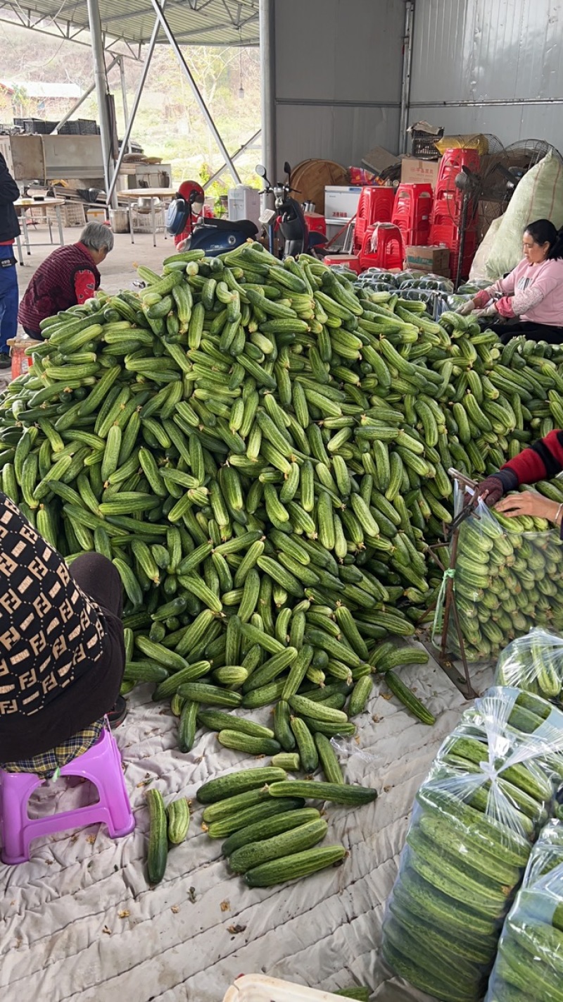 四川精品旱黄瓜，产地一手货源，自家基地直发，欢迎咨询～