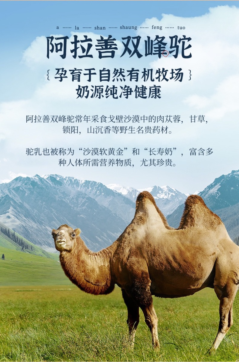 内蒙古阿拉善沙漠之神纯驼初选大量上市货源充足