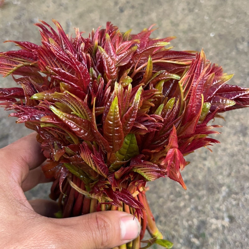 红油香椿