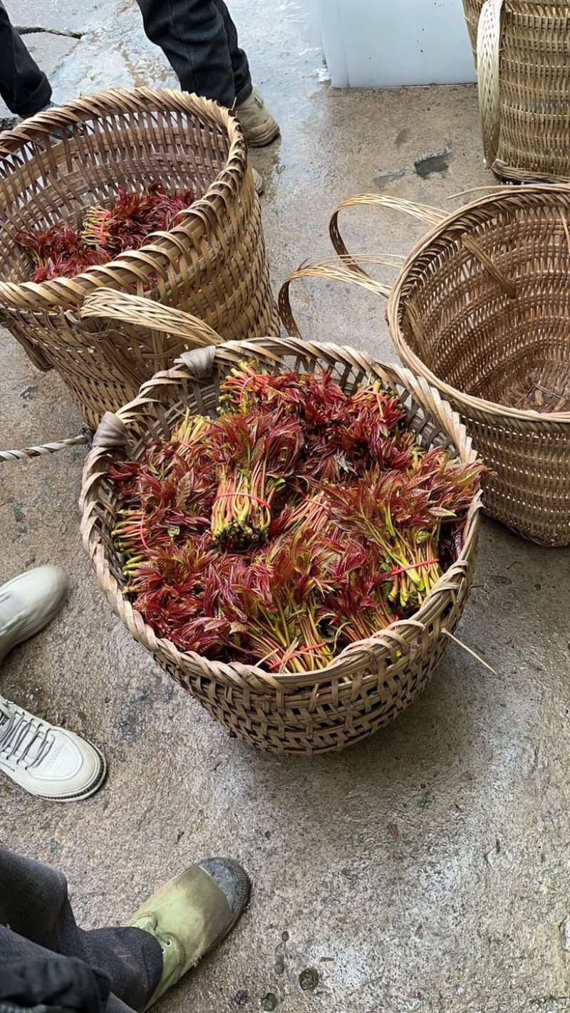 红油香椿