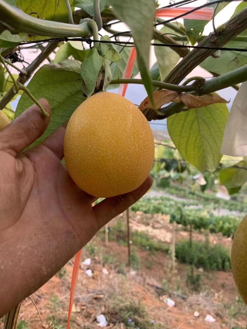 热情果