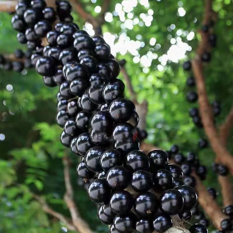 高品质嘉宝果当天采摘当天发货