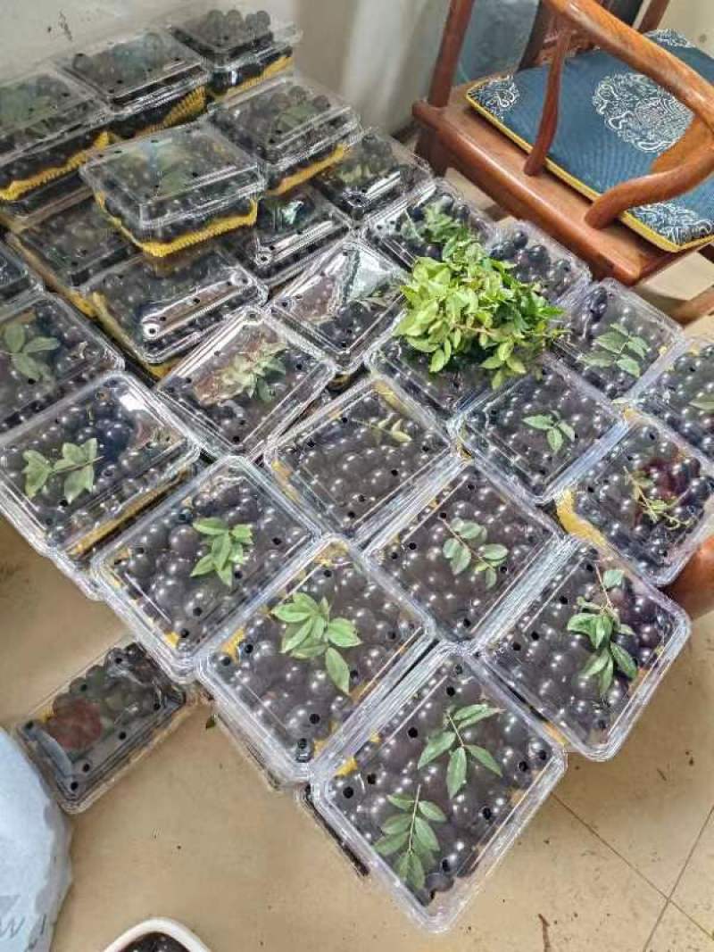 高品质嘉宝果当天采摘当天发货