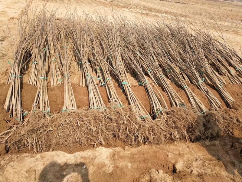 黑珍珠大樱桃苗品种纯真基地现起现发根系发达成活率高