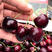 黑珍珠大樱桃树苗车厘子树苗基地现起现发货新品种大樱桃