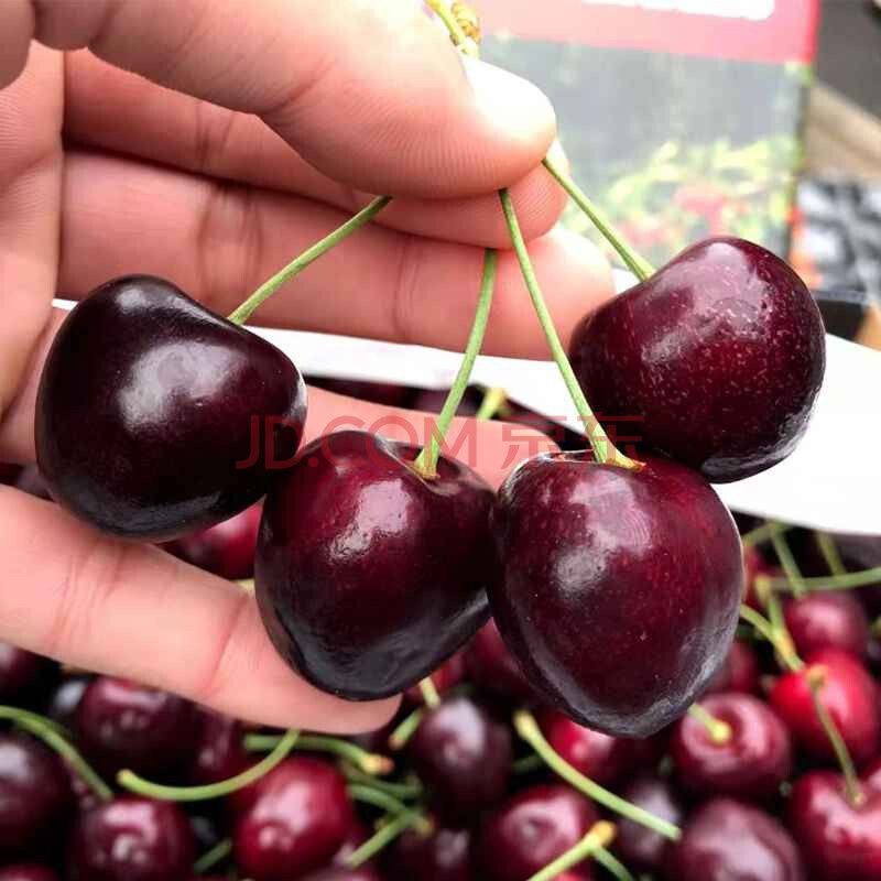 黑珍珠大樱桃苗品种纯真基地现起现发根系发达成活率高
